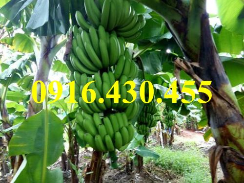 Cây giống chuối già nam mỹ